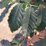 Coffea canephora برگ