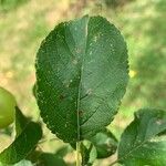 Malus pumila Leaf