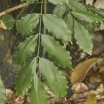 Andira inermis Leaf