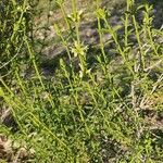 Sideritis arborescens Flor