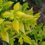 Coleus barbatus Folio