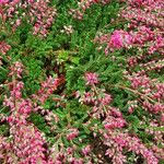 Calluna vulgaris Feuille