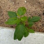 Sida spinosa Φύλλο