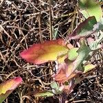 Chenopodium ficifolium Leht