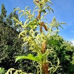 Rheum palmatum Ekosanga