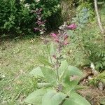Lepechinia hastata Hoja