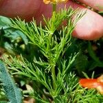 Adonis flammea Leaf