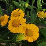 Helenium autumnale Çiçek