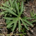 Viola pinnata Leaf