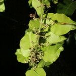 Serjania membranacea Flower