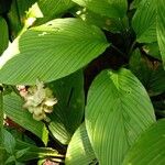 Curcuma longa 葉