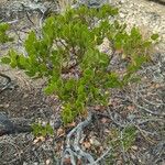 Arctostaphylos patula Blad