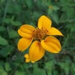 Sclerocarpus divaricatus Flor
