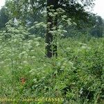 Conium maculatum Habit