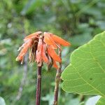 Erythrina arborescens Hàbitat