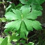 Ranunculus platanifolius Likasa