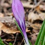 Crocus vernus Blomma