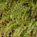 Hymenophyllum tunbrigense Кара