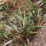 Dianella ensifolia Hábito