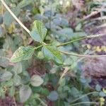 Vigna luteola Blatt