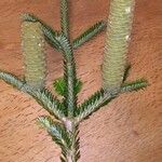 Abies nebrodensis 叶