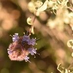 Salvia dorrii Flower