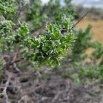 Grayia spinosa Hoja