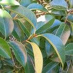 Ligustrum lucidum Leaf