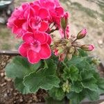 Pelargonium zonaleКветка