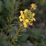 Sinapis arvensis Fula