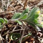 Alyssum alyssoides Хабит