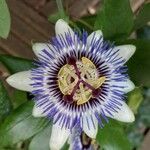 Passiflora caeruleaBlomst