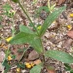 Tuberaria guttata Leaf