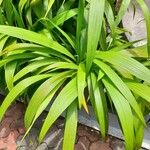 Eleutherine bulbosa Leaf