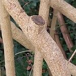 Chrysojasminum fruticans Bark