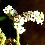 Heliotropium bacciferum Flower