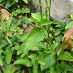 Asystasia intrusa Liść