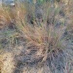 Bothriochloa bladhii 形态