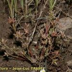 Juncus capitatus Hábito