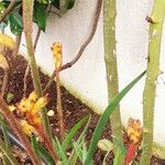 Anigozanthos flavidus Virág