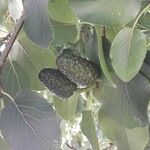 Alnus cordata Fruit