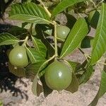 Alibertia edulis Fruit