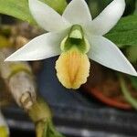 Dendrobium scabrilingue Flower