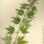 Leonurus quinquelobatus Otro