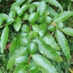 Azara lanceolata पत्ता