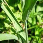 Elymus repens Blad