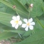 Eleutherine bulbosa 花