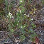 Galeopsis segetum Habit