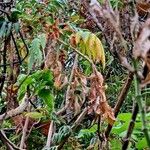 Melianthus comosus Elinympäristö