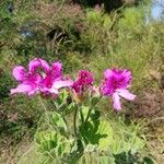 Pelargonium cucullatum Blomst